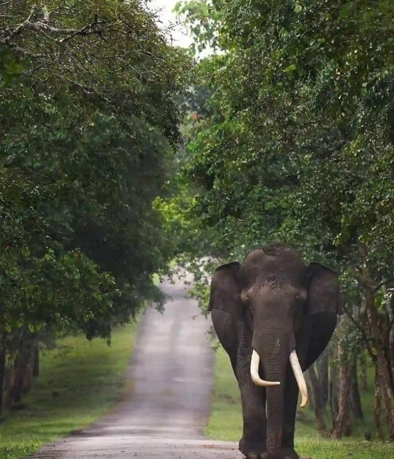 Elephant on a forest road inside Satkosia Tiger Reserve