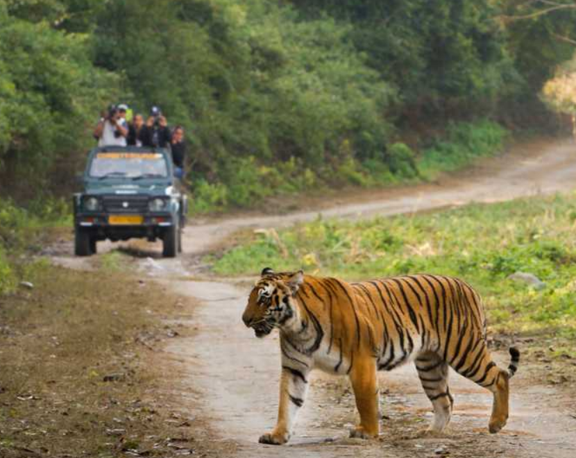 Jungle safari with tiger sighting