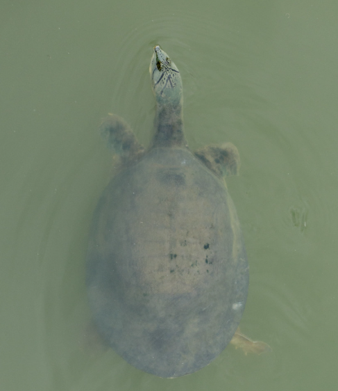 Champannath Tortoise Hub