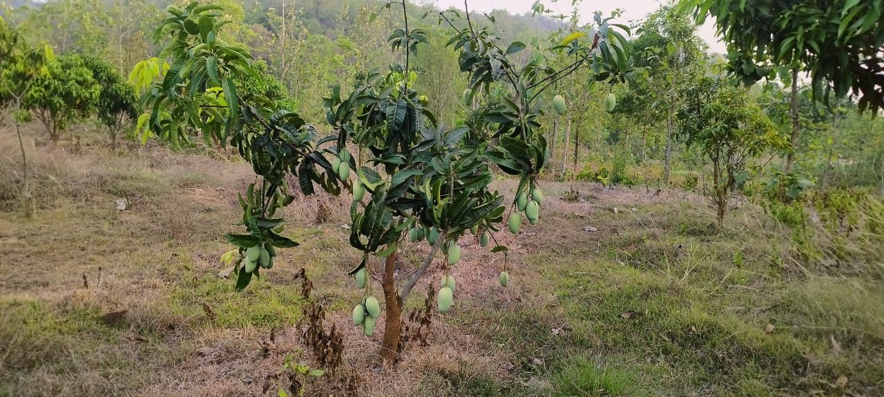 Mango orchard at Manoranjan Farm House